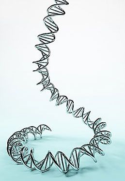 dna疫苗制备及临床前研究