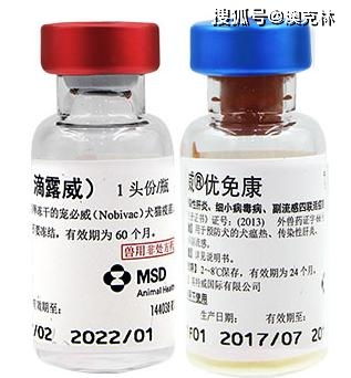 犬患细小病毒预防到确诊及环境清洁全解析