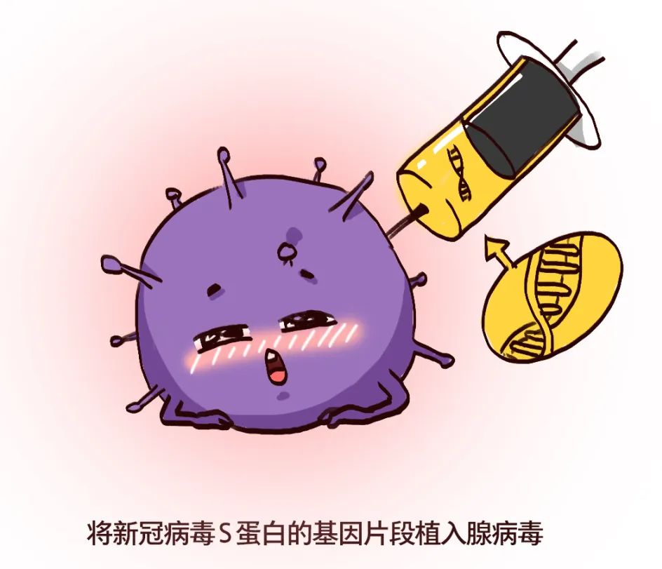 重组后的腺病毒,就是疫苗的核心成分.